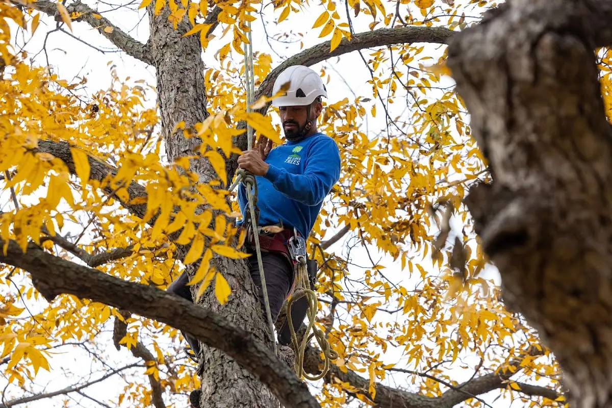 Skilled Tree Transplanting crew working in Gilman