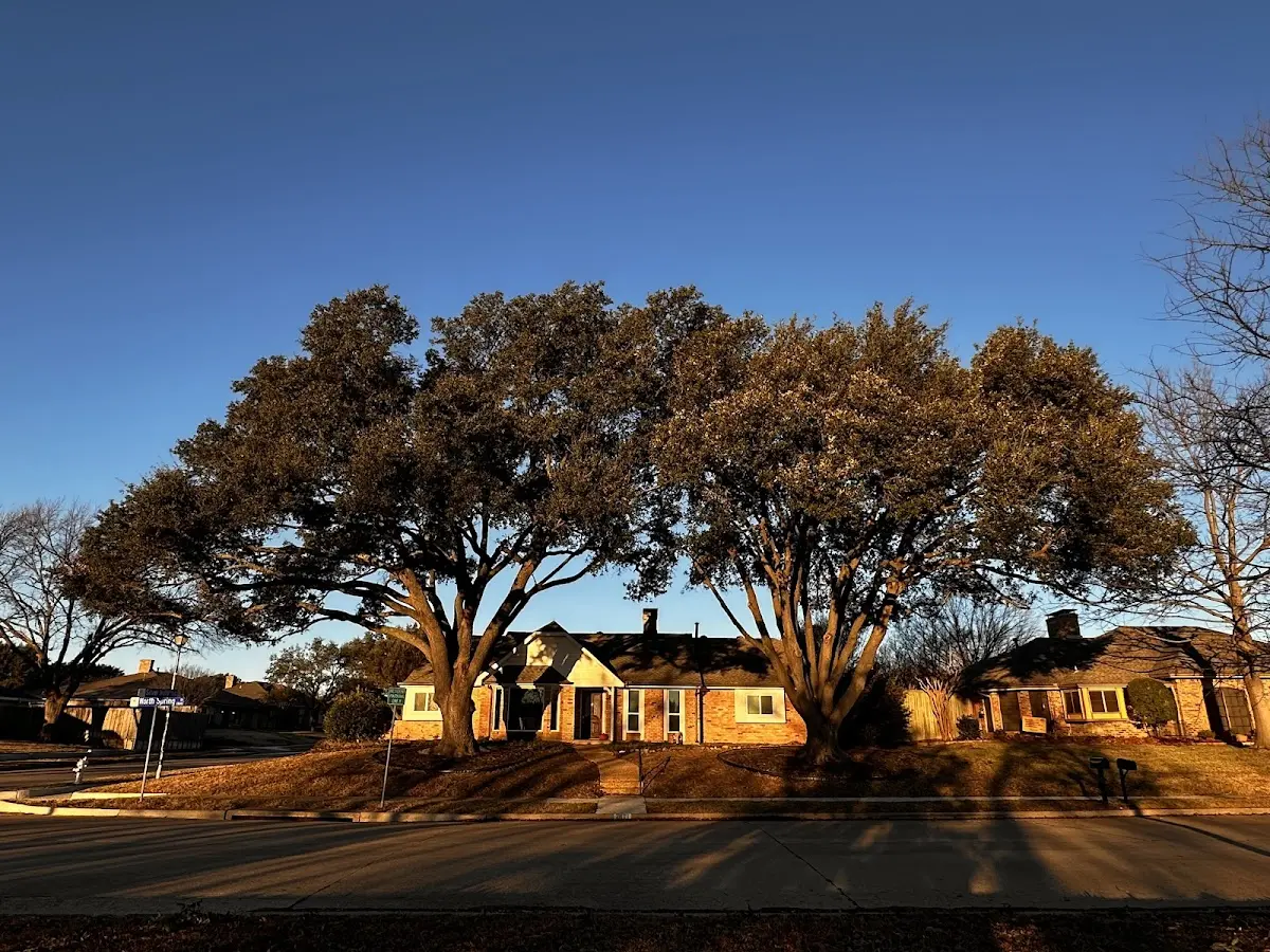 Established residential canopy tree shading a home in Gilman